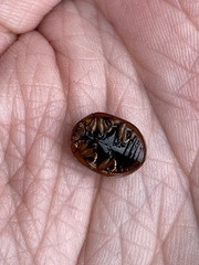 Dicranosterna immaculata