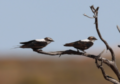 Cheramoeca leucosterna