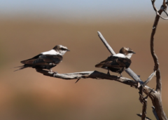 Cheramoeca leucosterna