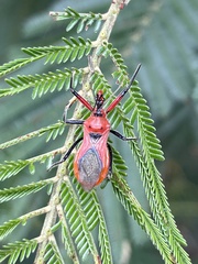 Gminatus australis