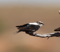 Cheramoeca leucosterna