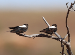 Cheramoeca leucosterna