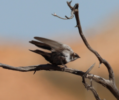 Cheramoeca leucosterna