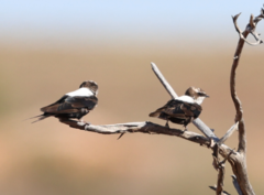 Cheramoeca leucosterna