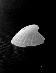 Puncturella nobilis