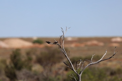 Cheramoeca leucosterna