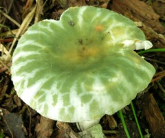 Russula parvovirescens