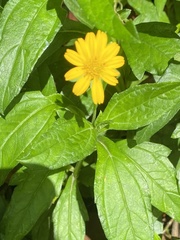 Sphagneticola trilobata