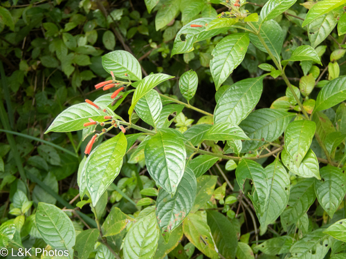 Hamelia rovirosae (Hamelia rovirosae)