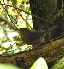 Colluricincla rufogaster