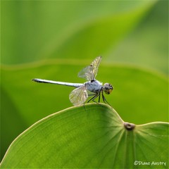 Chalcostephia flavifrons