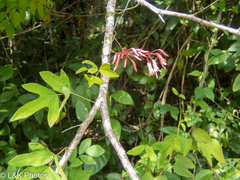 Bauhinieae