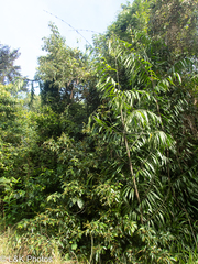 Desmoncus chinantlensis