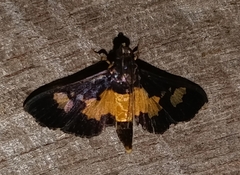 Salbia zena