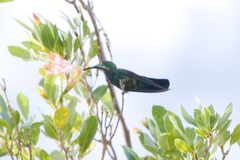 Eulampis holosericeus