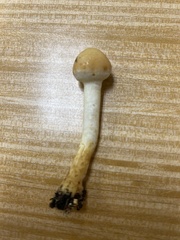 Leratiomyces percevalii