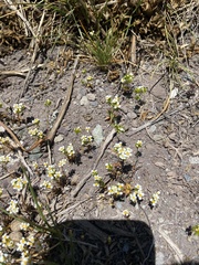 Triptilion capillatum