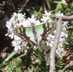 Graphium macleayanus