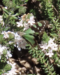Graphium macleayanus