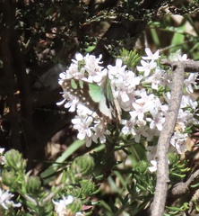 Graphium macleayanus