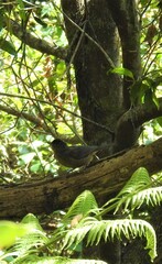 Colluricincla rufogaster