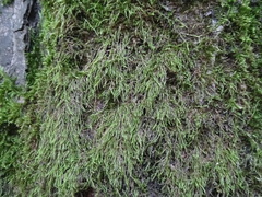 Hypnum cupressiforme filiforme
