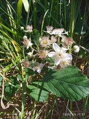 Rubus leptothyrsos