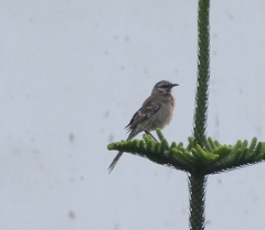 Mimus longicaudatus