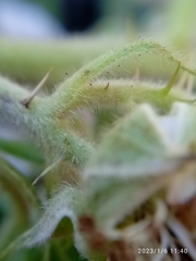 Rubus leptothyrsos