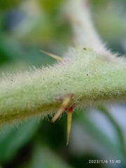 Rubus leptothyrsos
