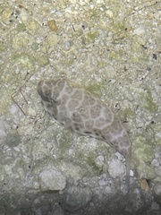 Sphoeroides testudineus