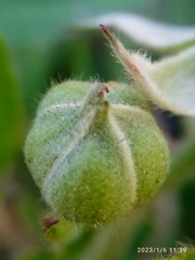 Rubus leptothyrsos