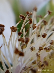Rubus leptothyrsos