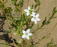 Cyphanthera racemosa