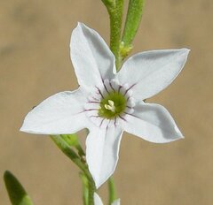 Cyphanthera racemosa