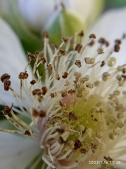 Rubus leptothyrsos