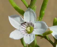 Cyphanthera racemosa