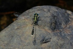 Hemigomphus heteroclytus