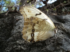 Morpho polyphemus polyphemus