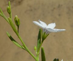 Cyphanthera racemosa