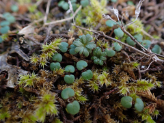 Lithophragma parviflorum