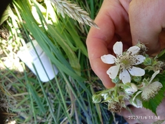 Rubus leptothyrsos