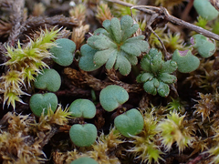 Lithophragma parviflorum