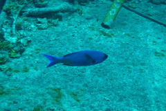 Bodianus parrae