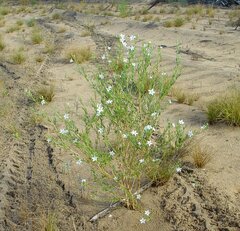 Cyphanthera racemosa