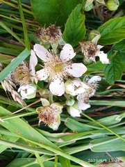 Rubus leptothyrsos