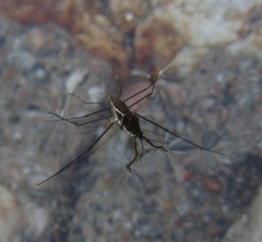 Eurygerris fuscinervis