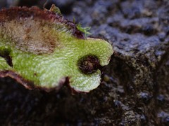 Mannia gracilis