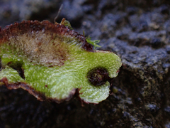 Mannia gracilis