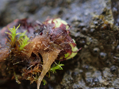 Mannia gracilis